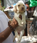 Hình ảnh: Tùng Lộc Pet – Nhận đặt và bán đàn chó Labrador Retriever th