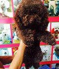 Hình ảnh: chó poodle