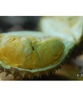 Hình ảnh: Nông sản sạch Tây Nguyên