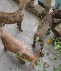 Hình ảnh: Đàn Chó Phú Quốc Vằn Vện_Chó Bố Giấy VK