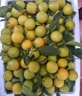 Hình ảnh: Nho Ninh Thuận,quýt giấy Ôn Châu, cam xoàn Lai Vung đi cả nhà ơi