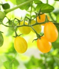 Hình ảnh: Hạt giống cà chua cherry vàng tại Hà Nội