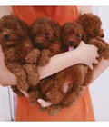 Hình ảnh: Đàn tiny poodle nâu đỏ xinh xắn