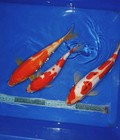 Hình ảnh: HCM- Bán cá koi sỉ lẻ toàn quốc