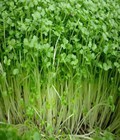 Hình ảnh: Bán hạt giống rau mầm cải xanh Đà Lạt