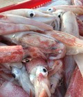 Hình ảnh: Mực tươi Côn Đảo Hải sản tươi ngon và an toàn