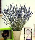 Hình ảnh: Bán Hoa Lavender của Pháp 