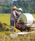 Hình ảnh: Bán máy tuốt sàng lúa liên hoàn lắp động cơ xăng 152 giá cực rẻ