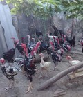 Hình ảnh: Cung cấp, bán gà chọi quê số lượng lớn để chọi, cho các nhà hàng kinh doanh, giết thịt ...