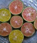Hình ảnh: Chanh đào Cao Phong,Hòa Bình 25.000đ/kg