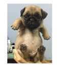 Hình ảnh: chó pug cái 6 tuần tuổi, mặt bẹt, lông vàng thuần chủng
