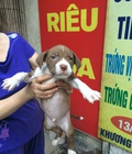Hình ảnh: Bán đàn pitbull nhà nuôi