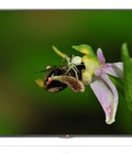 Hình ảnh: Giá Rẻ TV LG 55UB700 , 55inch , smart tv , 4k , 100hz