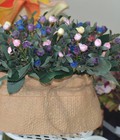 Hình ảnh: Bình hoa nụ corsage 