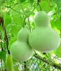 Hình ảnh: Bán hạt giống bầu Hồ lô tại Hà Nội