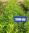 Hình ảnh: cây chanh đào