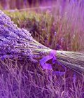 Hình ảnh: 100% Lavender Pháp Happy Vietnamese Women s Day 20 10