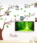 Hình ảnh: Decal dán tường Ovivi cây khung ảnh OV613