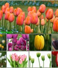 Hình ảnh: Hoa Tulip nhập khẩu Hà Lan có 9 màu