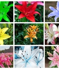 Hình ảnh: Hoa lily cao nhập khẩu Hà Lan có 9 màu tất cả