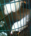 Hình ảnh: bán đôi gà tân châu nhạn 3.5 tháng
