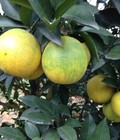 Hình ảnh: Cam lòng vàng Cao Phong vụ 2015
