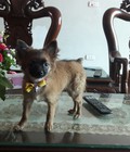 Hình ảnh: Chó chihuahua lông dài