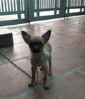 Hình ảnh: Chó chihuahua siêu nhỏ