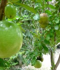 Hình ảnh: Bán quả đào tiên làm thuốc chữa bệnh
