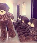 Hình ảnh: Gấu Bông Teddy