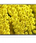 Hình ảnh: Xả kho:Tivi led LG Full HD 49LF540T 49 inch giá sốc