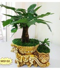 Hình ảnh: Cây Kim Ngân MS150