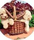 Hình ảnh: Bán cún Poodle trắng kem siêu cấp như cục bông gòn
