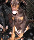 Hình ảnh: Bán đàn Doberman