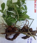 Hình ảnh: Mua sâm ngọc linh Kon Tum ở đâu uy tín nhất