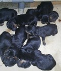 Hình ảnh: HCM Quận 12. Rottweiler mới sinh nhận đặt cọc