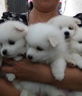 Hình ảnh: Phốc sóc mặt gấu