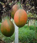 Hình ảnh: Bán gấc quả, gấc ruột, màng gấc