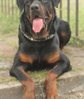 Hình ảnh: Dịch vụ phối giống chó Rottweiler dòng đại - Tùng Lộc Pet