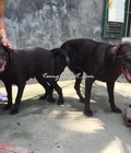 Hình ảnh: Dịch vụ phối giống chó Labrador Retriever - Tùng Lộc Pet
