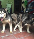 Hình ảnh: Dịch vụ phối giống chó Alaskan Malamute màu xám - Tùng Lộc P