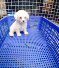 Hình ảnh: Toy Poodle Trắng - TL1511 - Tùng Lộc Pet