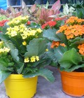 Hình ảnh: Bán buôn bán lẻ cây hoa cảnh các loại