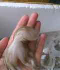 Hình ảnh: Cung cấp bạch tuộc số lượng lớn