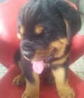 Hình ảnh: Bán chó Rottweiler thuần chủng 2 tháng tuổi