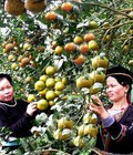 Hình ảnh: Cam sạch hàm yên tuyên quang