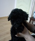 Hình ảnh: Poodle tiny đen
