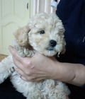 Hình ảnh: Toy poodle màu kem