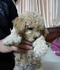 Hình ảnh: Toy Poodle vàng nhạt