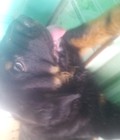 Hình ảnh: Bán chó Rottweiler thuần chủng 2 tháng tuổi